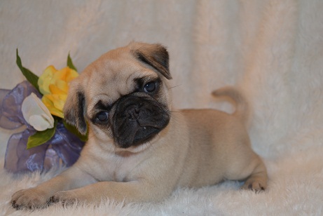 Arkansas Chinese Pug Puppies For Sale